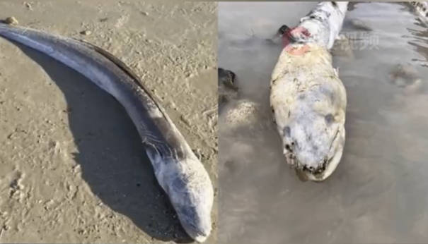 英国海滩惊现 “灰蓝巨怪”，真相揭开竟是深海 “夜行猎手”
