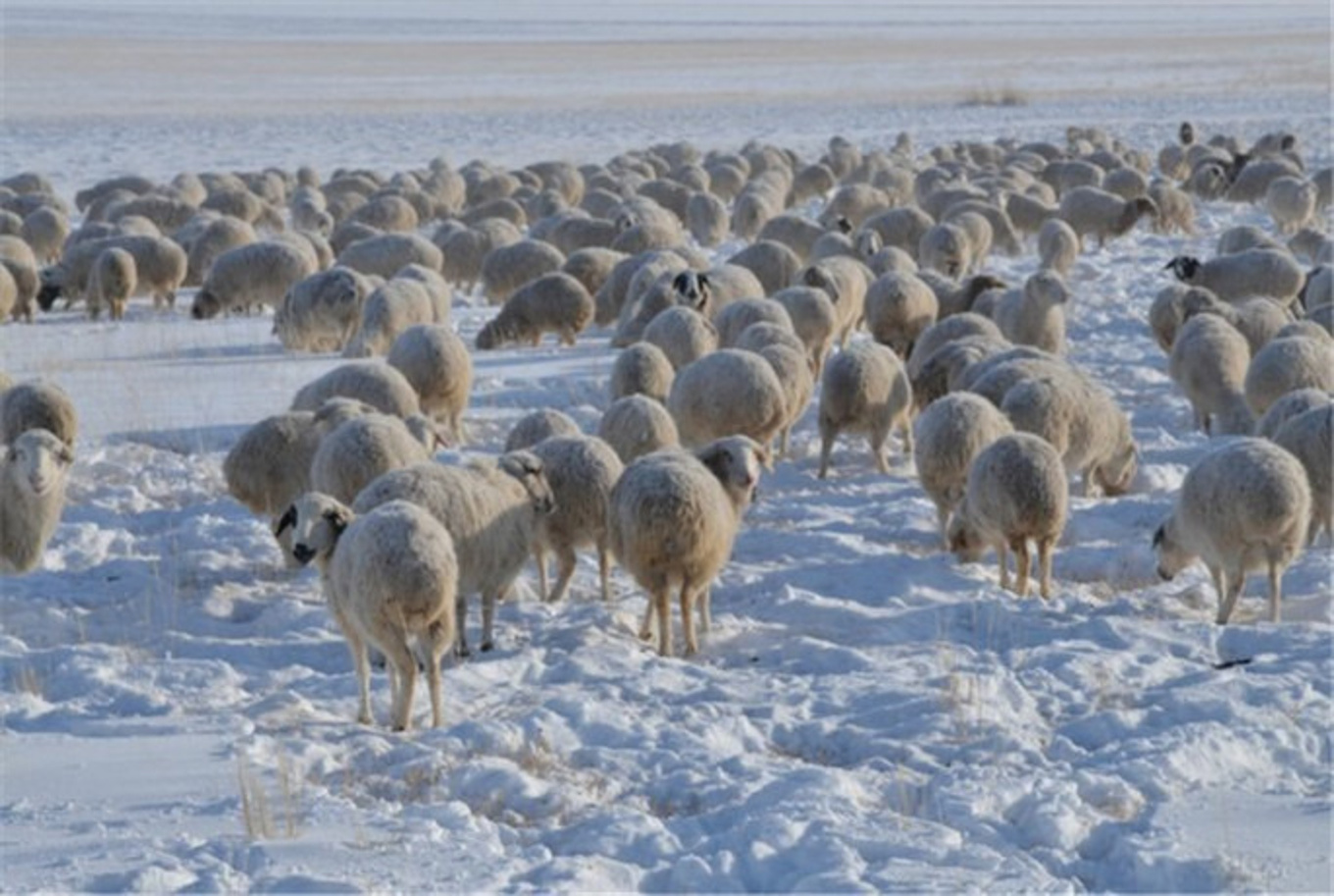 呼伦贝尔狼群夜袭羊圈致牧民重大损失 当地正推进赔偿事宜